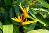 Helicionia Attracts Mosquitoes